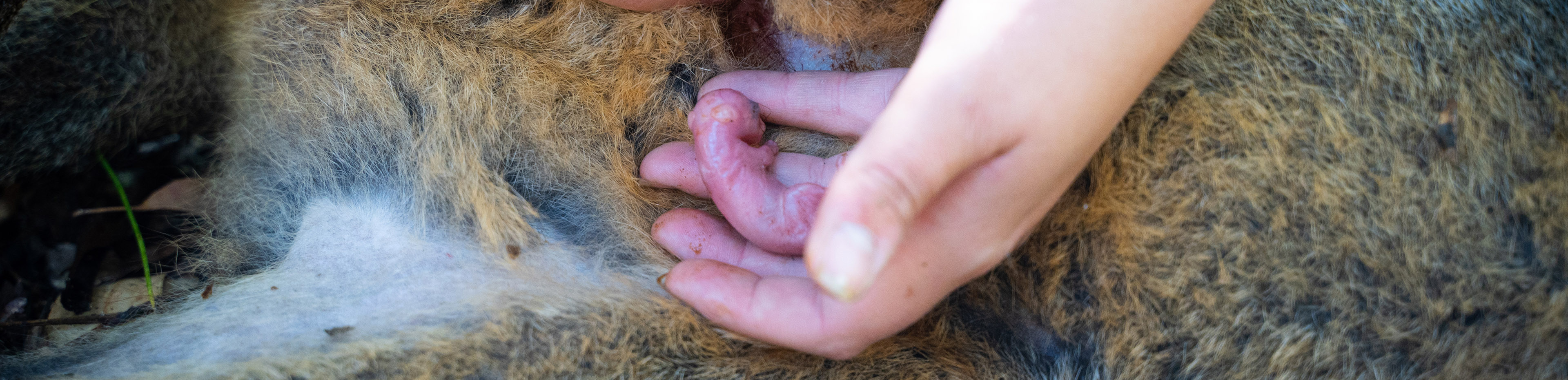 pinky attached to the teat